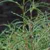 Fine Line Buckthorn #6 - Image 2